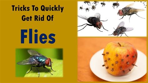 how to kills flies in a home